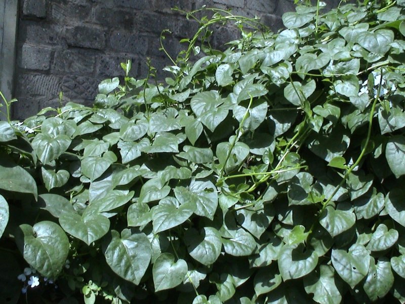 Malabar Spinach (Nderema) - New | Infonet Biovision Home.